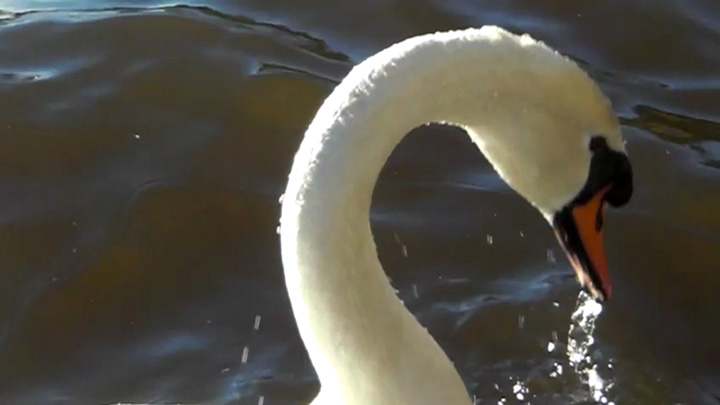 4133_Swans-1.jpg