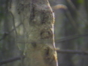 0999b_Wood.jpg 0999b_Wood.jpg