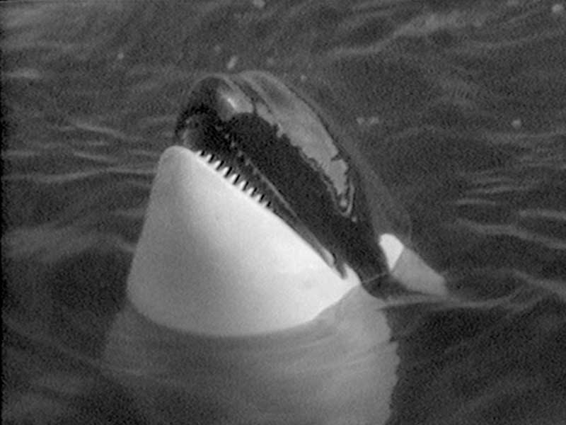 0179_Killer-Whales-and-Friends-1.jpg 0179_Killer-Whales-and-Friends-1.jpg