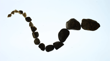 4323_Walk_Woods_webstill2.gif 4323_Walk_Woods_webstill2.gif